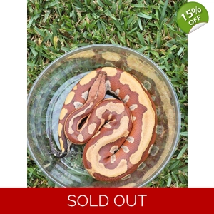 Redheaded VPI Stripe